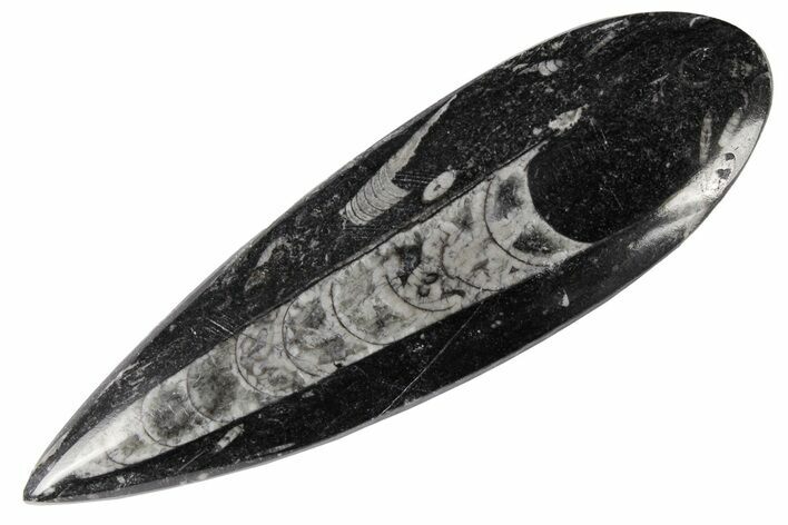 Polished Fossil Orthoceras (Cephalopod) - Morocco #182045